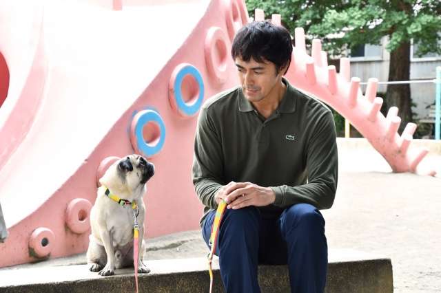 阿部寛との“競演”話題のパグ犬・田中太郎、『まだ結婚できない男』P＆飼い主が明かす“神シーン”の裏側(ORICON NEWS) - goo ニュース