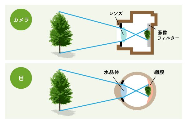 勘違いが多い「遠視」の本当の症状とは？ : メガネスタイルマガジンOMG PRESS