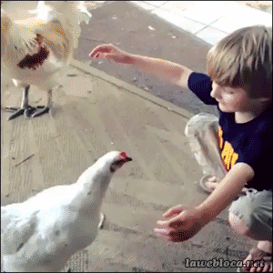 【GIF】動物のかわいいGIFが見たい