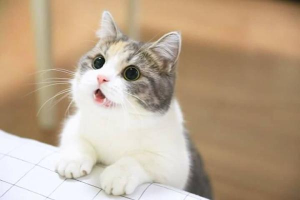 「助けて～」両手の爪がソファとカーテンに引っかかてしまった猫ちゃんが可哀そうだけど可愛い