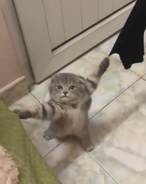 「助けて～」両手の爪がソファとカーテンに引っかかてしまった猫ちゃんが可哀そうだけど可愛い