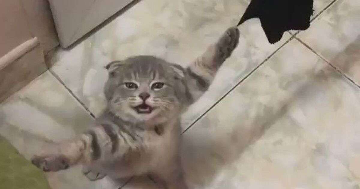 「助けて～」両手の爪がソファとカーテンに引っかかてしまった猫ちゃんが可哀そうだけど可愛い「スパイダーマンで見た」 - Togetter