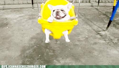【GIF】動物のかわいいGIFが見たい