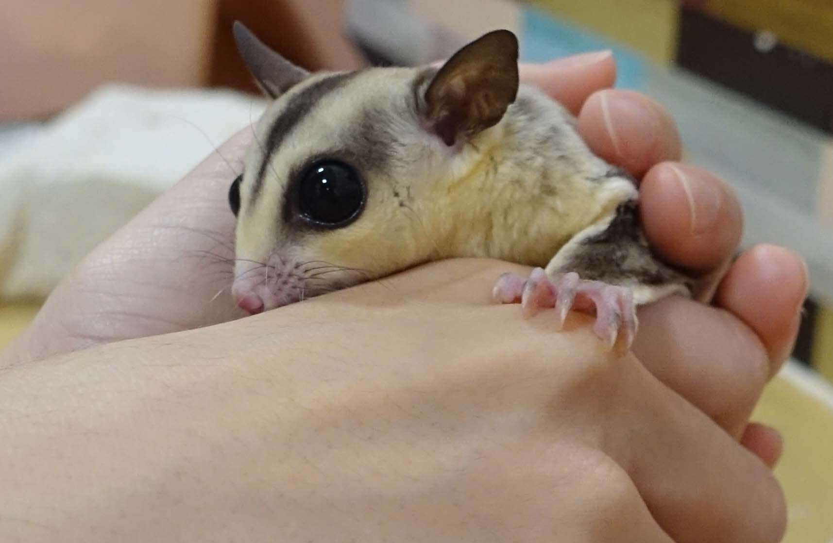 急増する 動物ふれあいカフェ の闇 癒やされるのは人間だけで動物には負担 ガールズちゃんねる Girls Channel 急増する 動物ふれあいカフェ の闇 癒やされるのは人間だけで動物には負担 ガールズちゃんねる Girls Channel