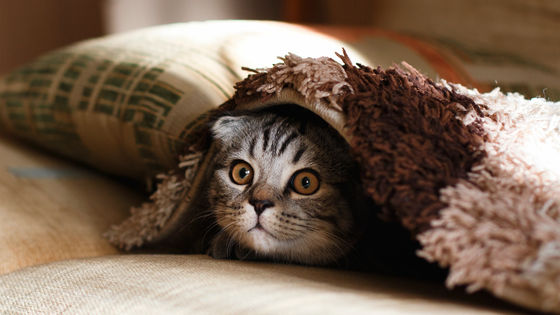 「ネコ好きは無神論者」「神に求めるものをネコで代用している」という研究結果 - GIGAZINE