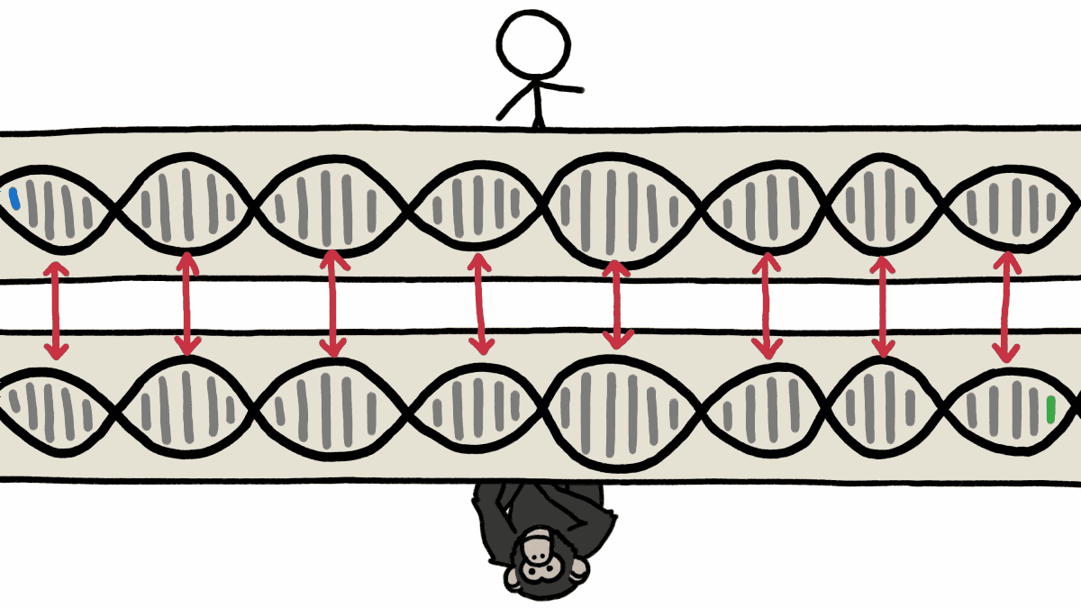 人間とチンパンジーのDNAは99％一致するというのは本当なのか？ - GIGAZINE