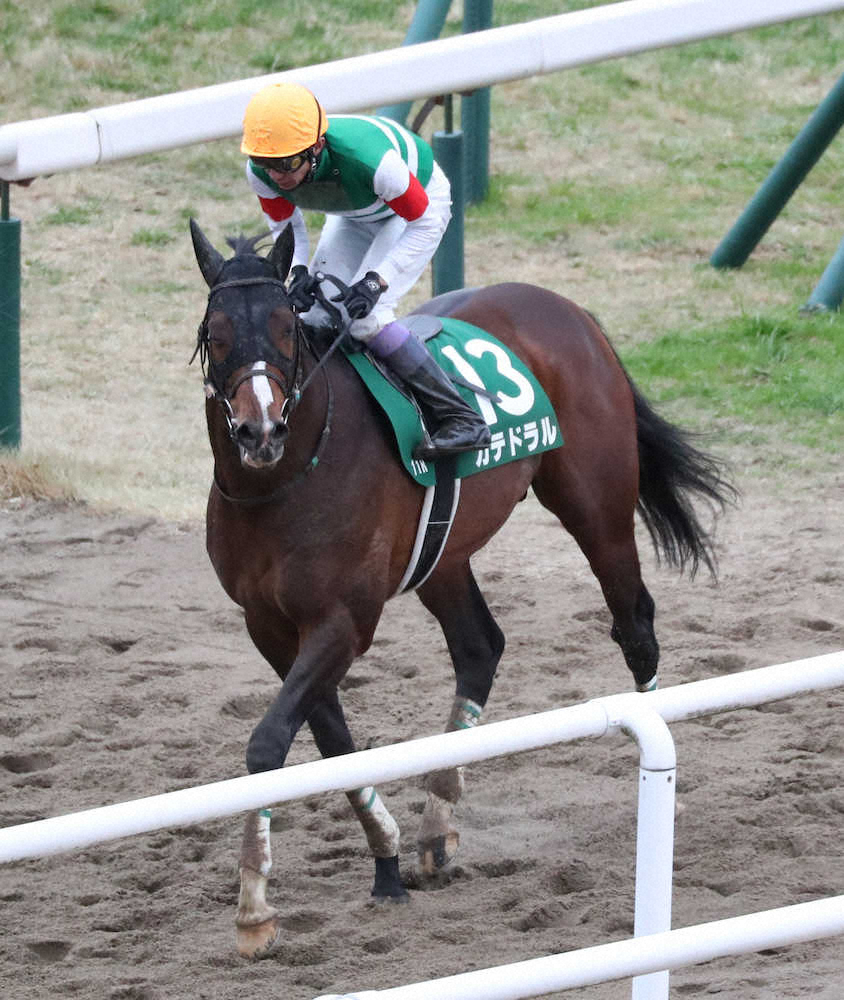 【京都金杯】1番人気で大敗カテドラルに武豊「何でだろう」― スポニチ Sponichi Annex ギャンブル