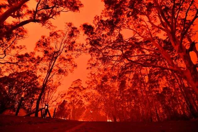 オーストラリアの森林火災の悲惨さ。最大8000頭のコアラが犠牲に
