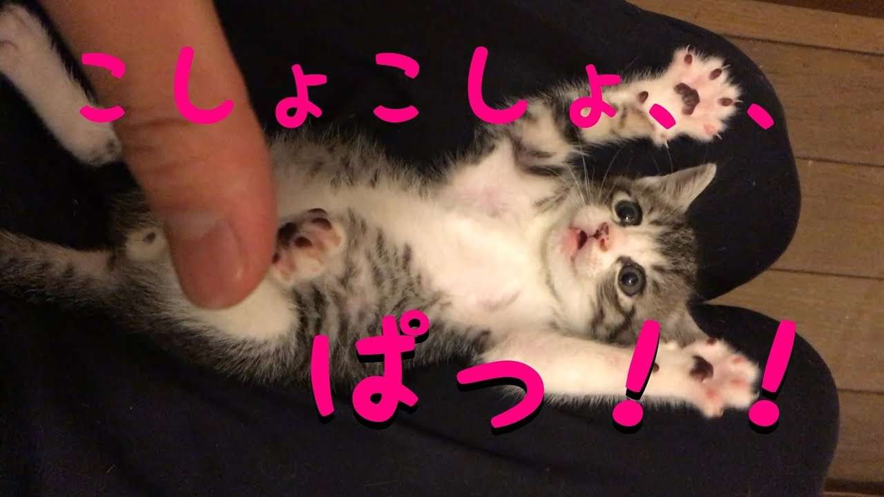 【悶絶注意】子猫の空をこちょこちょしたら可愛すぎた　（ Surprised Kitten） - YouTube