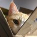 ねこおぢ3 on Twitter: 