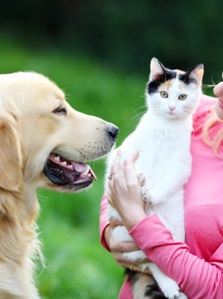 愛犬家ガックリ？　「犬派より猫派が圧倒的にインテリ」と米大学研究チーム。 (2014年6月9日) - エキサイトニュース