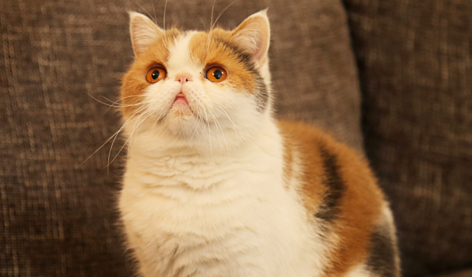 可愛いけど罪なやつ！ペットの猫の毛対策3選 | リネットマガジン | 宅配クリーニングのリネット