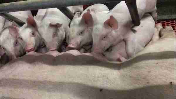 日本で豚肉を食べられなくなる可能性も アフリカ豚コレラの脅威迫る