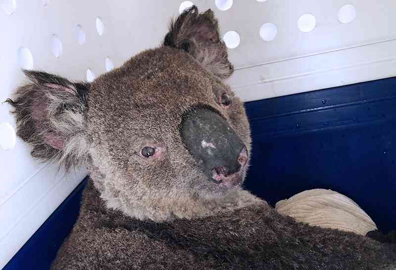 Wildlife Emergency Fund