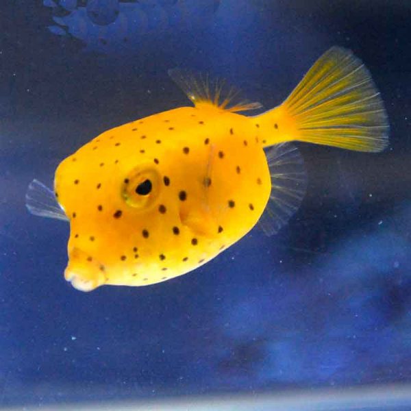 歯列矯正のビフォーアフターが見たい