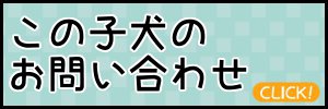   グレート・ピレニーズ　子犬販売情報　福岡県ブリーダー | 子犬販売 ブリーダー直販専門　【ドッグフィールド】