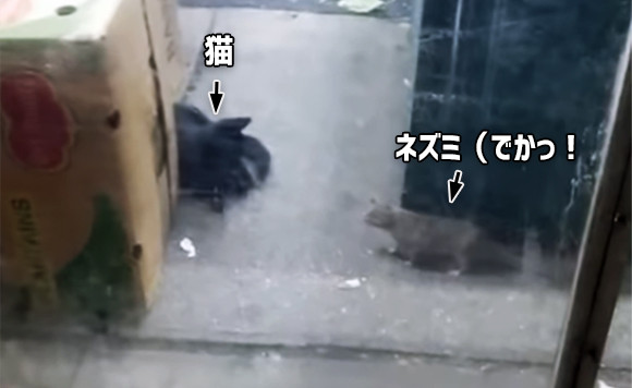 ニューヨークのネズミは猫にひるまない。なんならやってやんよ？で向かっていく : カラパイア