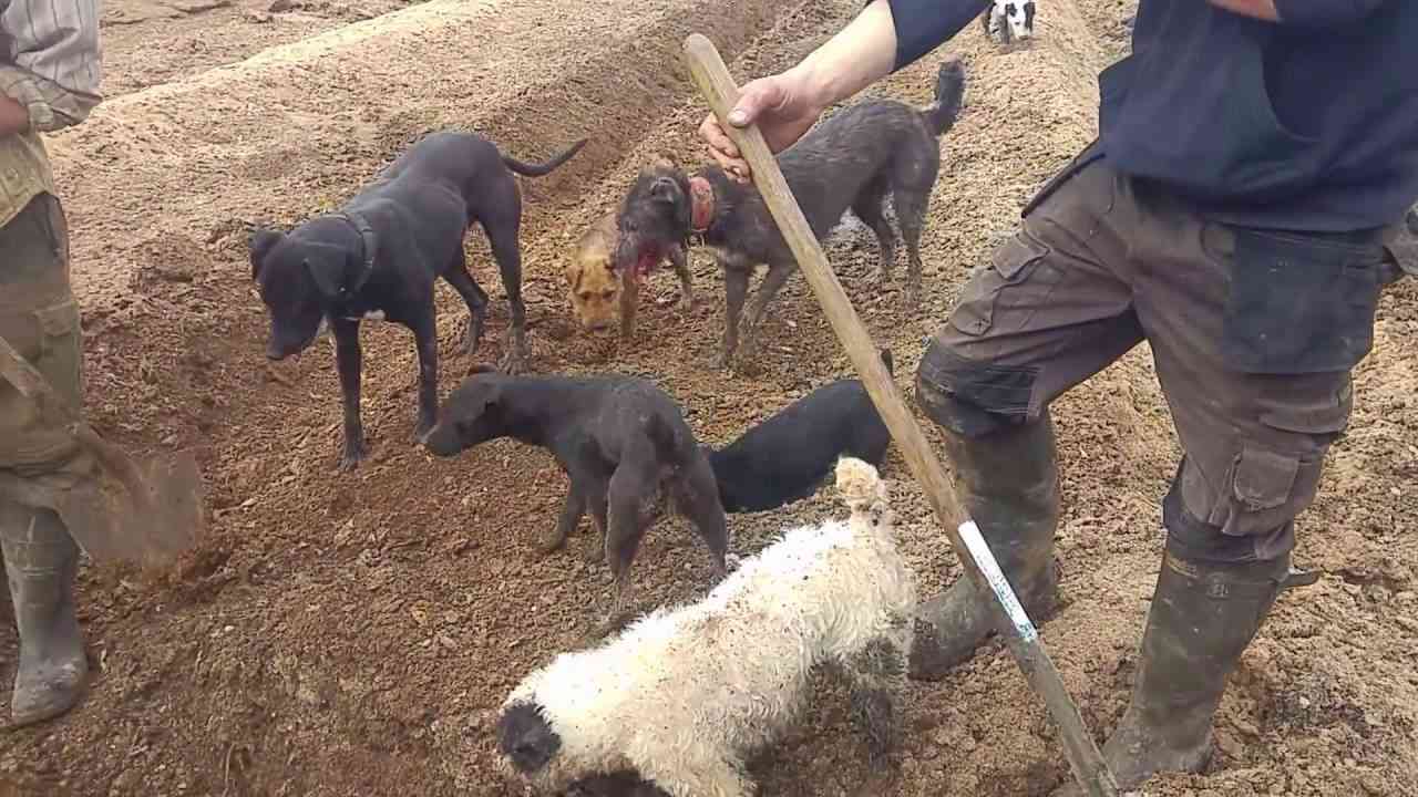 Ratting with terriers - YouTube