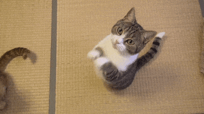 「ネコ好きは無神論者」「神に求めるものをネコで代用している」という研究結果