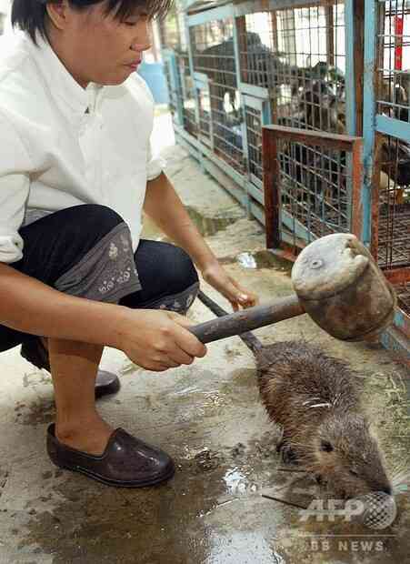 中国の野生動物取引による新感染症、「今後も頻繁に発生」 専門家 - 記事詳細｜Infoseekニュース