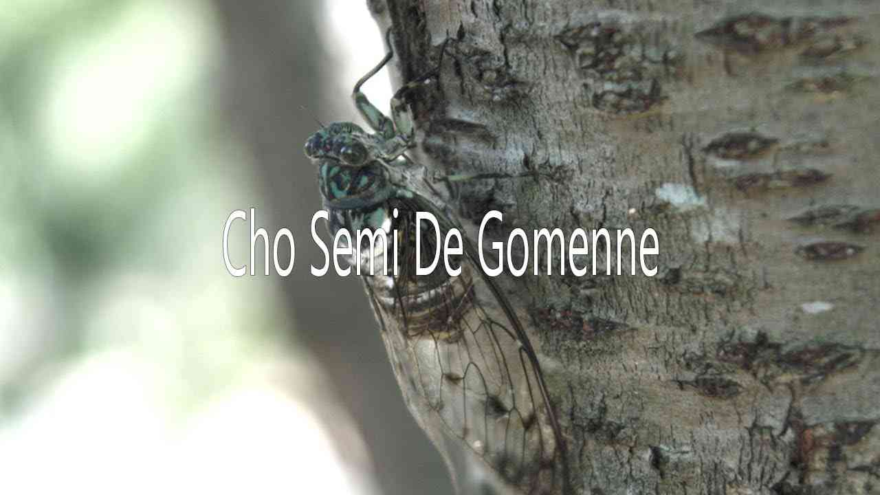 Cho Wavy De Gomenne - JP THE WAVY 超セミでごめんね (PARODY) -キャプテンアキハバラ - YouTube