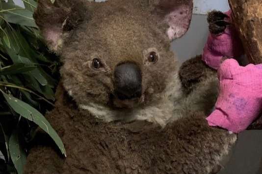 Fundraiser for Port Macquarie  Koala Hospital  by Port Macquarie Koala Hospital : Help Thirsty Koalas Devastated by Recent Fires