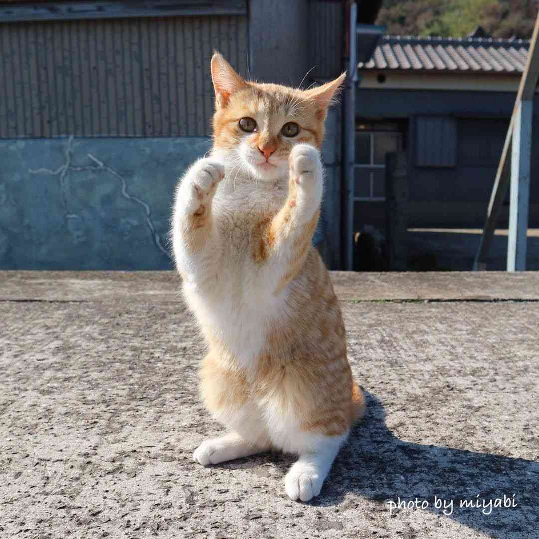 ペットのオリンピックがあったとしたら自分のペットを参加させたい競技は？