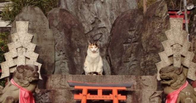 「ネコ好きは無神論者」「神に求めるものをネコで代用している」という研究結果