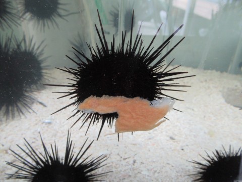 キャベツを取り合うウニたちに300万再生の反響、海荒らす邪魔者が“カワイイ”人気者に