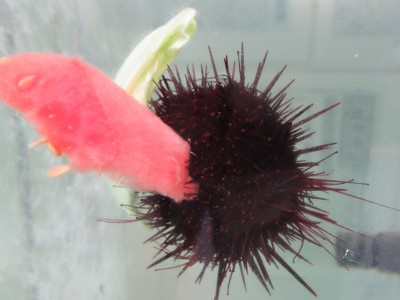 キャベツを取り合うウニたちに300万再生の反響、海荒らす邪魔者が“カワイイ”人気者に