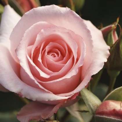 天皇・皇后両陛下、今春に訪英