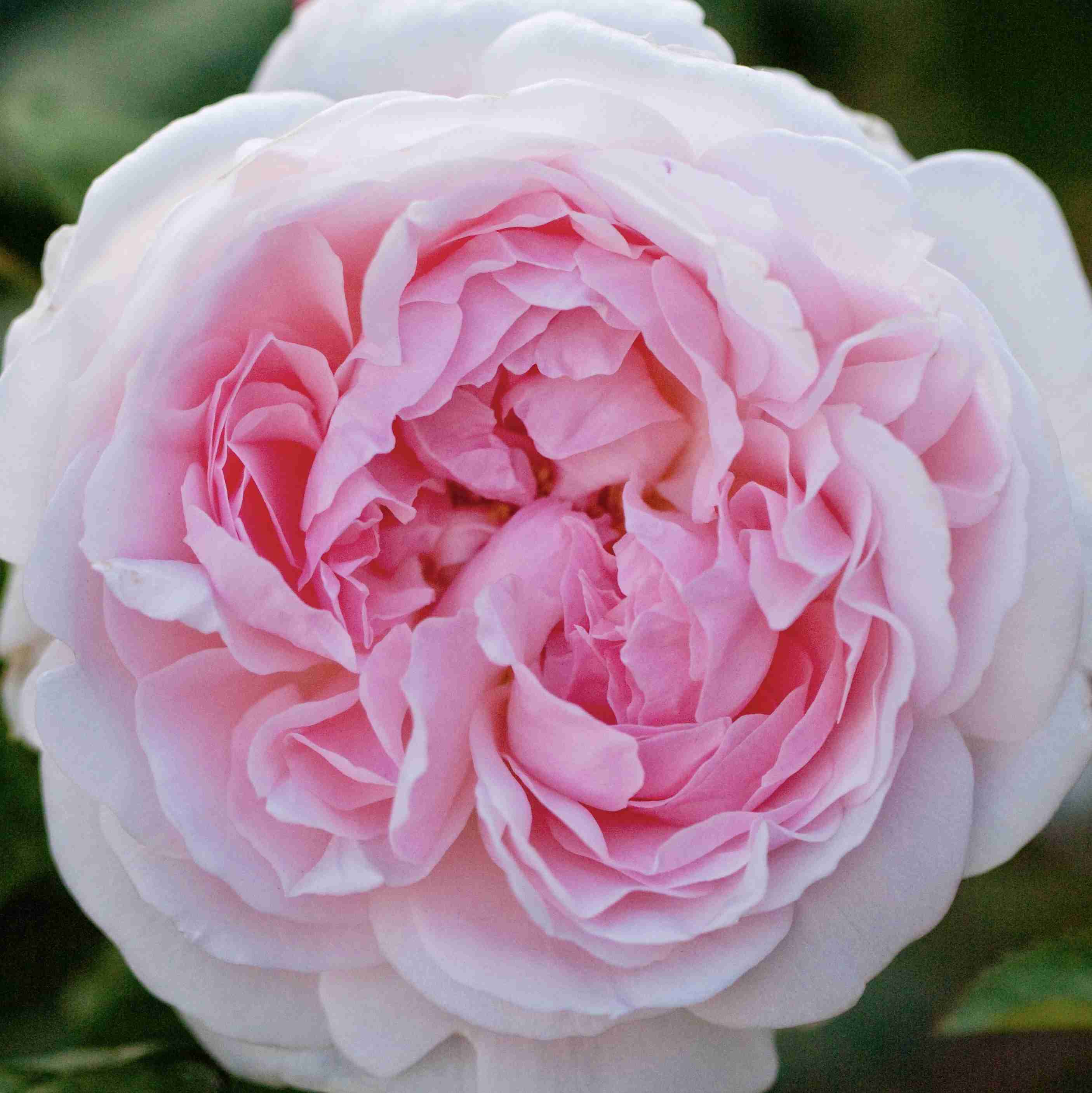 天皇・皇后両陛下、今春に訪英