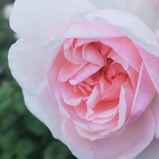 天皇・皇后両陛下、今春に訪英