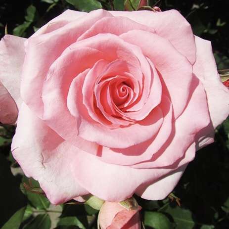 天皇・皇后両陛下、今春に訪英