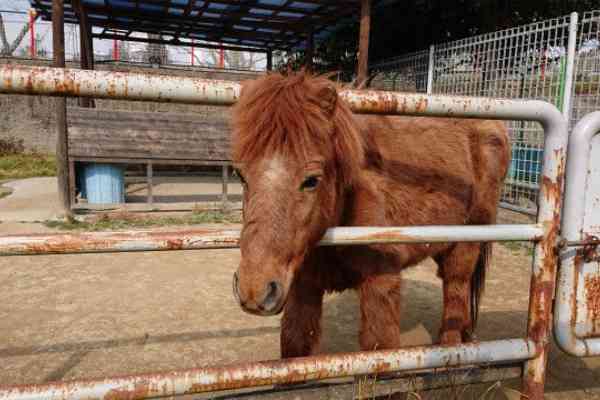動物園にいる  主役にはなれないけど私はこの子が好きなの！と紹介したい動物