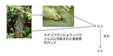 ニパウイルス感染症 – バイオテロ対応ホームページ