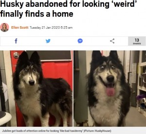 「外見が変」とブリーダーに捨てられた犬、SNSで大人気に（米）