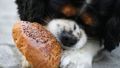 「穀物不使用のドッグフードは犬の心臓病と関連している可能性がある」と政府機関が公式に発表 - GIGAZINE