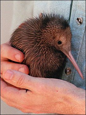 動物園にいる  主役にはなれないけど私はこの子が好きなの！と紹介したい動物