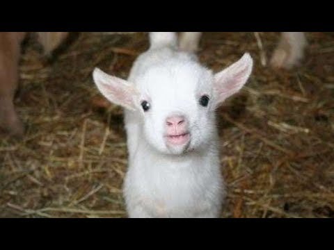 【動物赤ちゃん】なんだこの可愛さは...!!キュン死必至【子ヤギ】 - YouTube