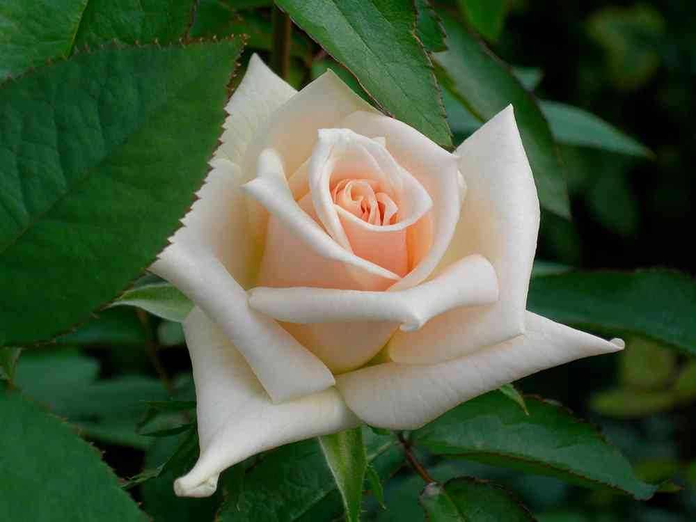 天皇・皇后両陛下、今春に訪英