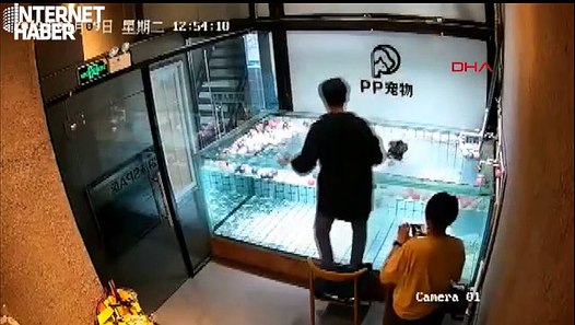 中国のペットショップで犬が溺死 - 動画 Dailymotion