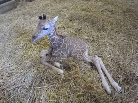 上野動物園、37年ぶりにキリンの赤ちゃん誕生
