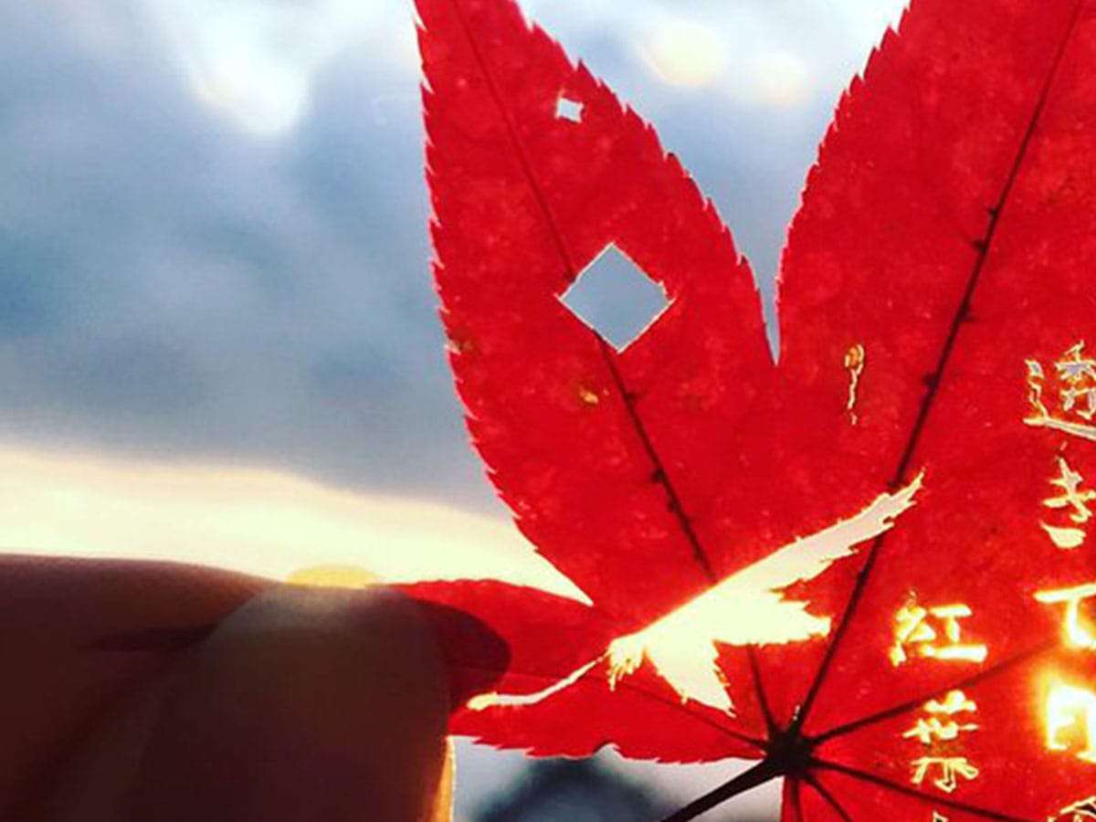修学旅行で紅葉を拾って帰ってきた高校生　出来上がった作品に「芸術的すぎる」の声  –  grape [グレイプ]