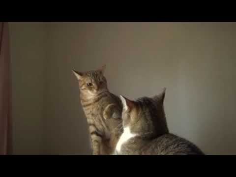 当たらない猫パンチ 猫の兄弟喧嘩 Cat punch that does not hit, brothers fight 2   Copia - YouTube