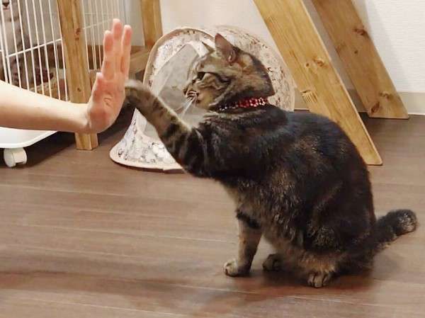 ハイタッチの交わし方