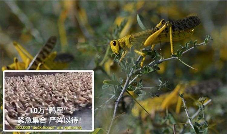 Locust plague: How China sent 100,000 ducks to fight ‘worst locust attack in decades’  | World | News | Express.co.uk