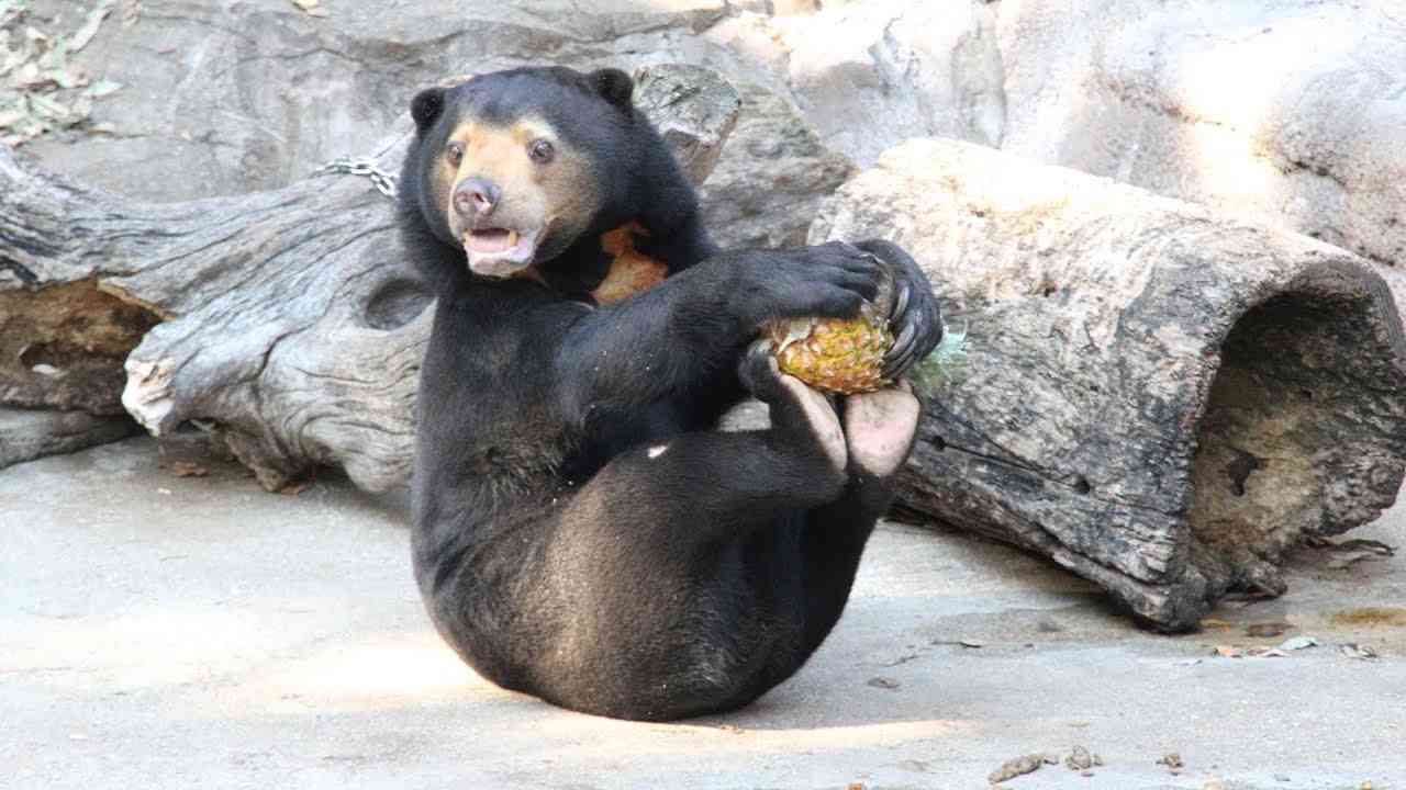 動物園にいる  主役にはなれないけど私はこの子が好きなの！と紹介したい動物