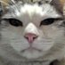 しっぽ on Twitter: 