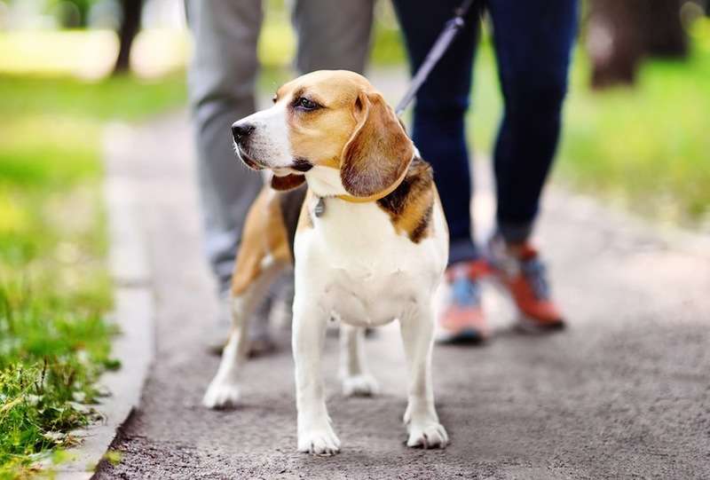 犬のオシッコは思っているよりも環境に悪影響かもしれない【研究結果】 | わんちゃんホンポ